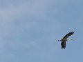 IMG_7746_