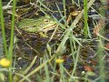 IMG_2534b